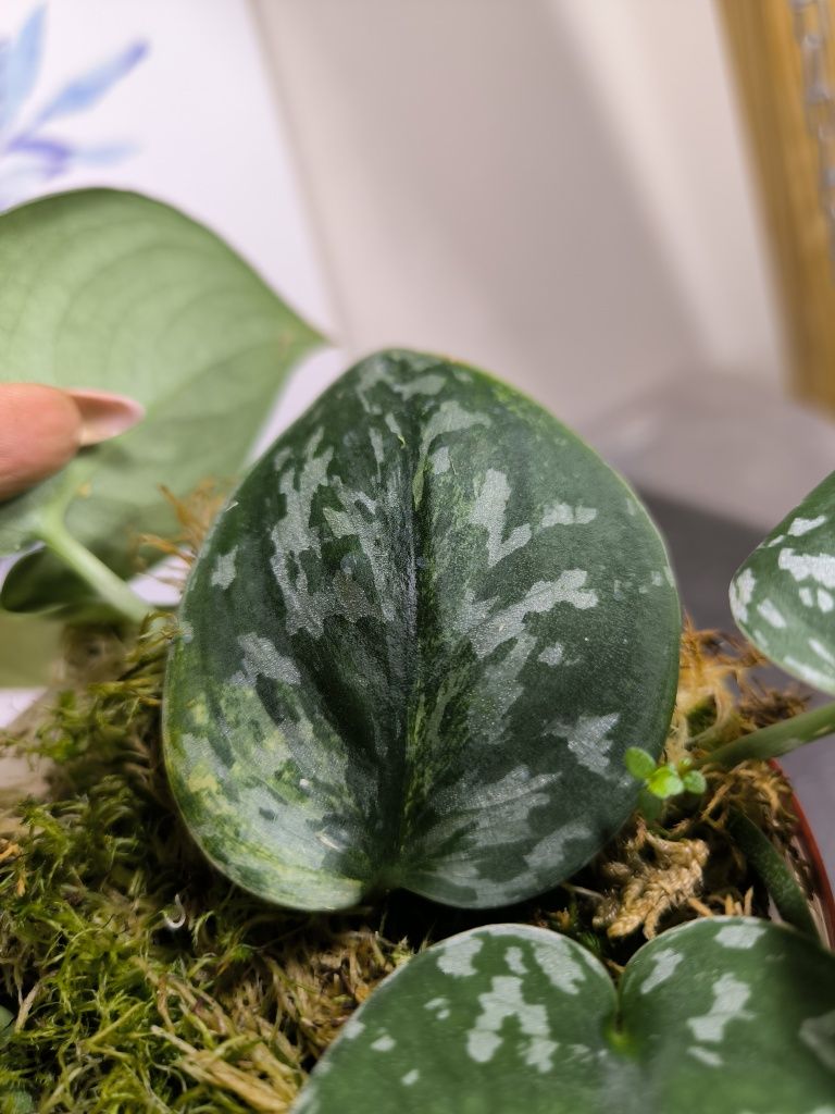 Scindapsus Pictus regress variegata scyndapsus