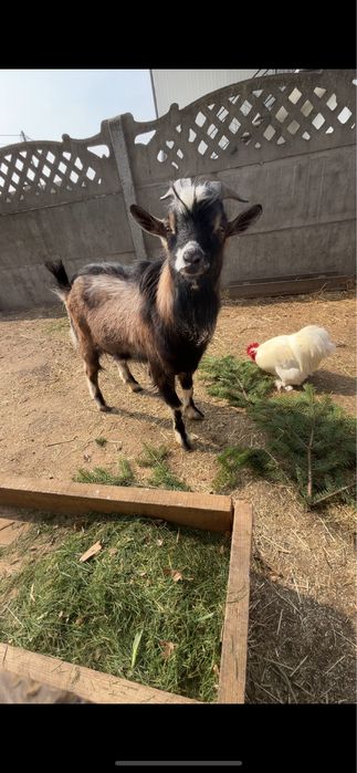 Sprzedam kozla miniaturke