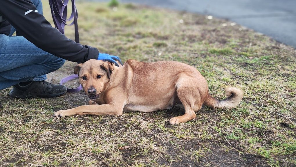 Barney do adopcji