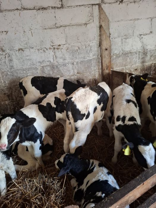 Sprzedam byczki 12szt