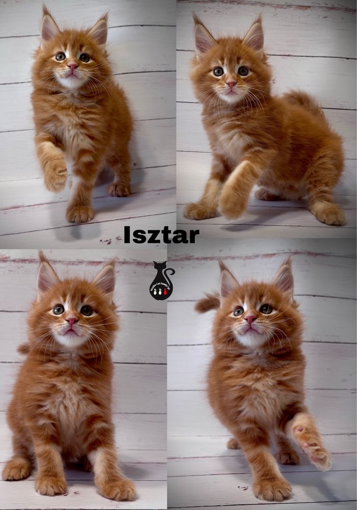Maine Coon kocurek Rudy pregowanyREZERWACJA