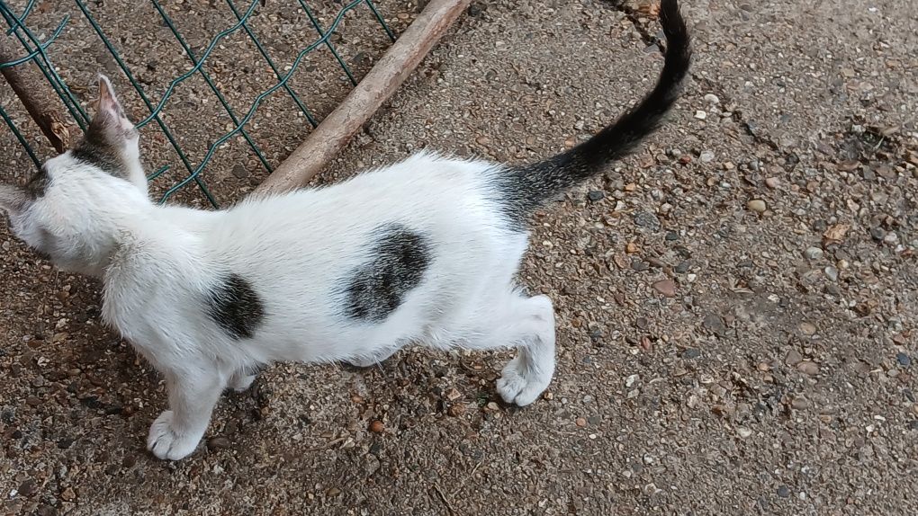 Gatos para adoção