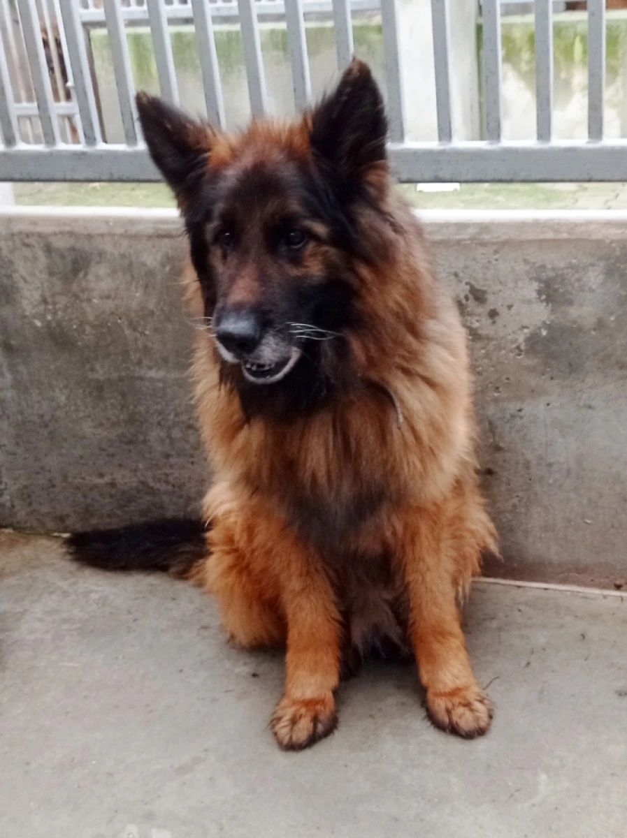 Borys kochany Owczarek Niemiecki do adopcji!