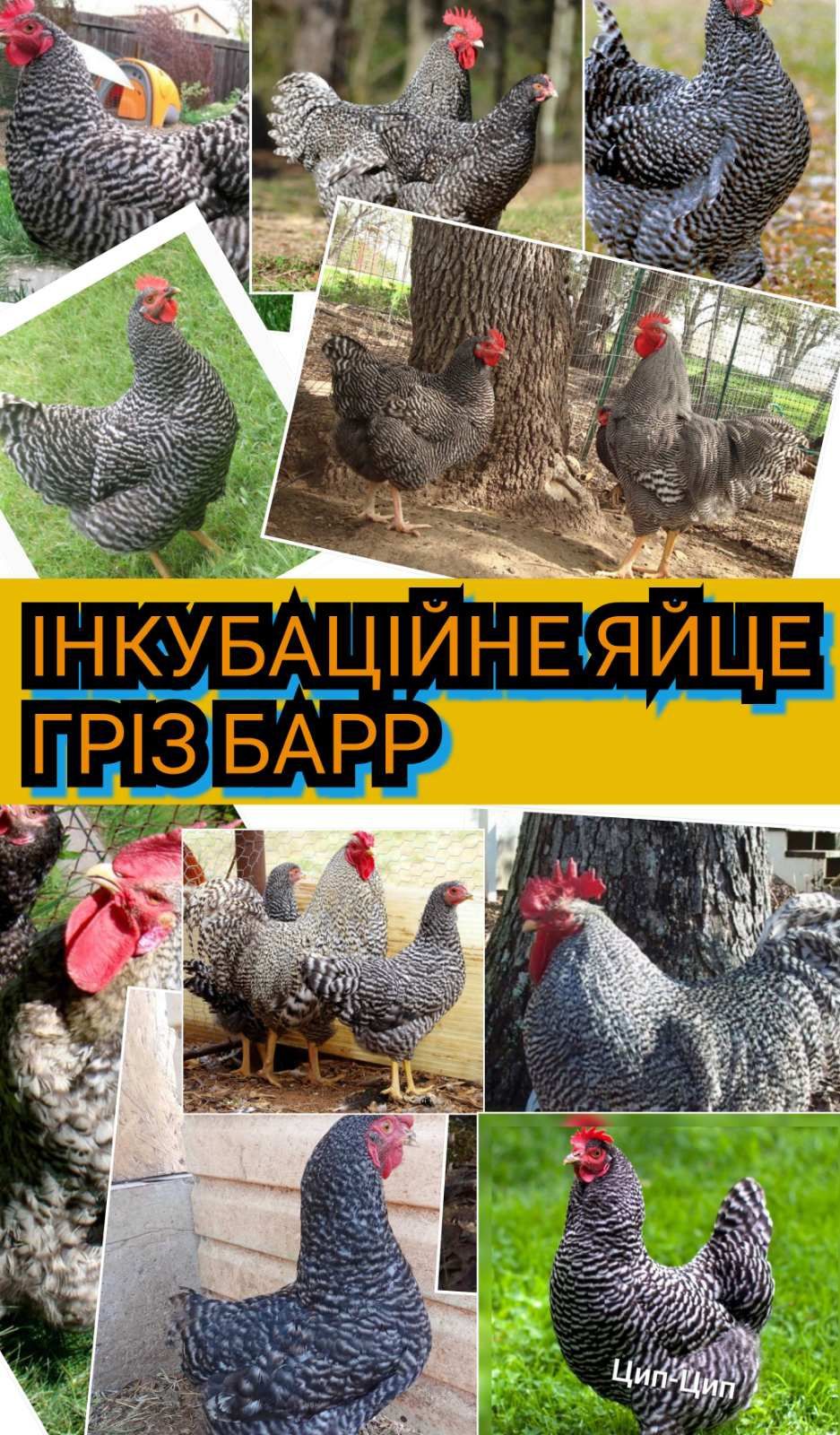 Гриз бар. Инкубацианные яйца.