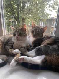 Jasmine & Goofie - cudowne kocie rodzeństwo do adopcji!