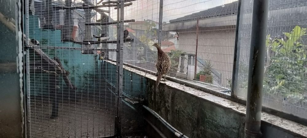 Casal de faisões de coleira