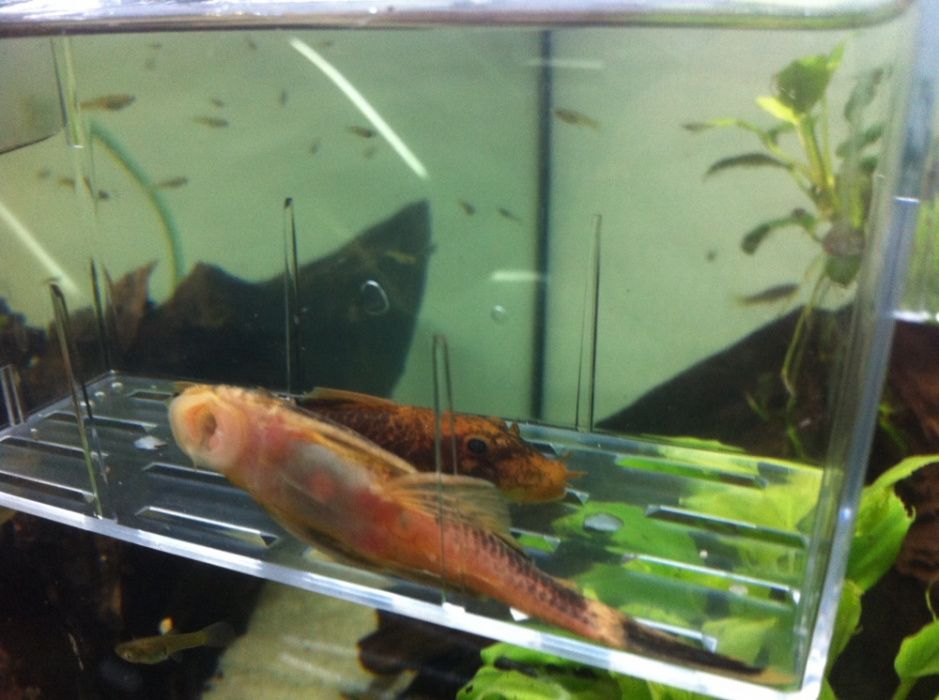 Casal de Ancistrus