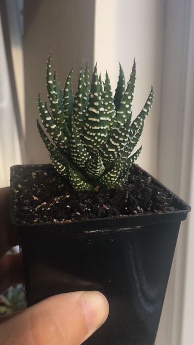 Haworthia fasciata