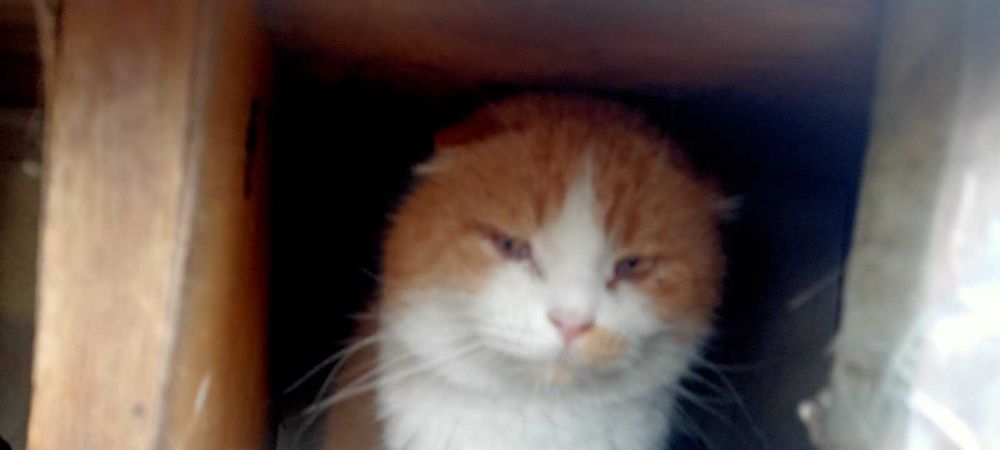 Весловухий котик в добрі руки