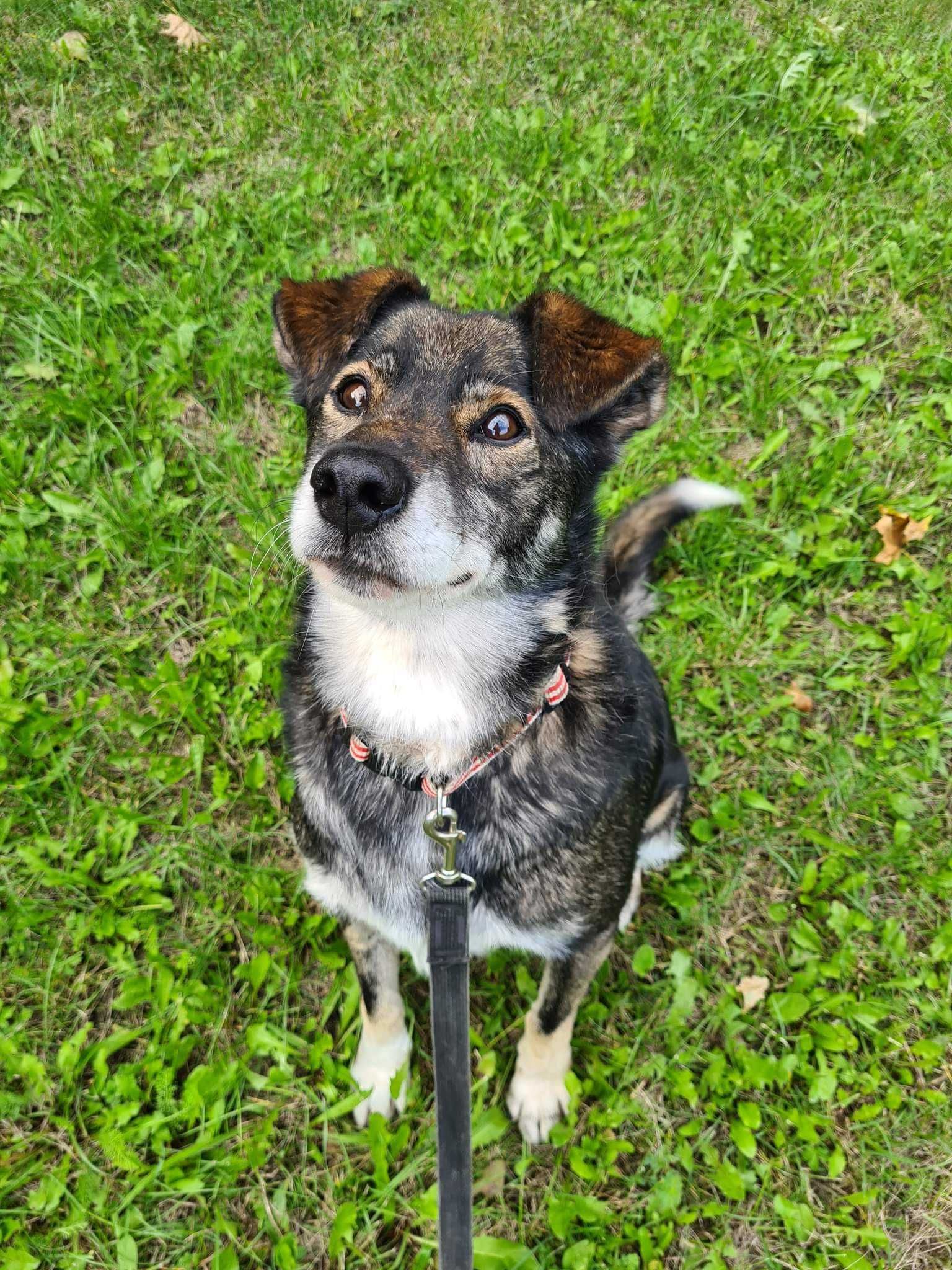 Radosny Gipson poleca się do adopcji