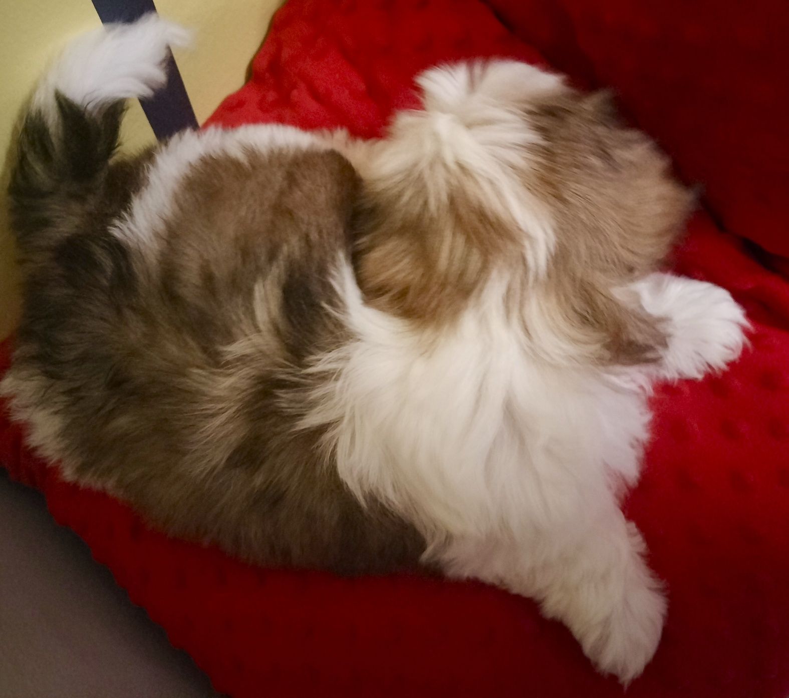 Piesek rasy Shi tzu