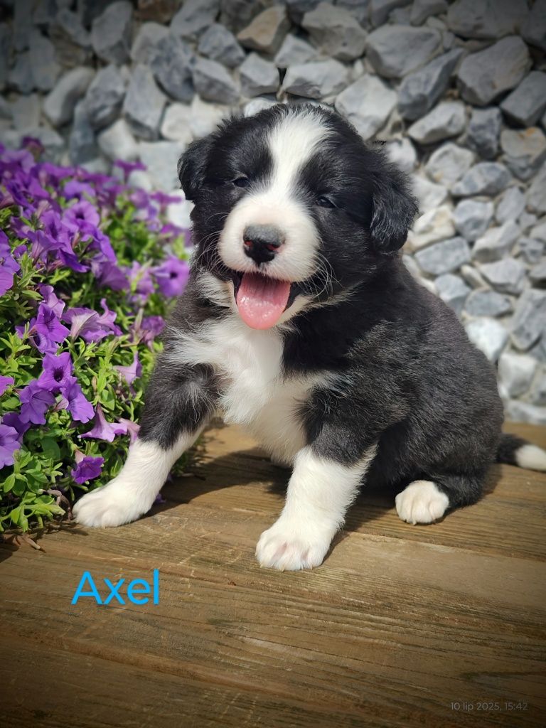 Border collie cudowny piesek, przebadani rodzice