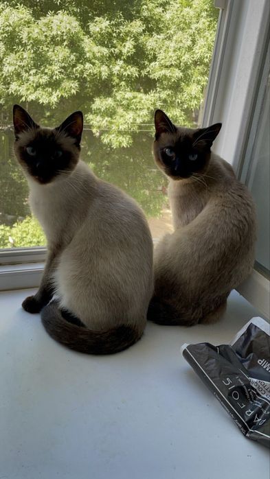 Тайский (сиамский) котёнок. Вакцинирован