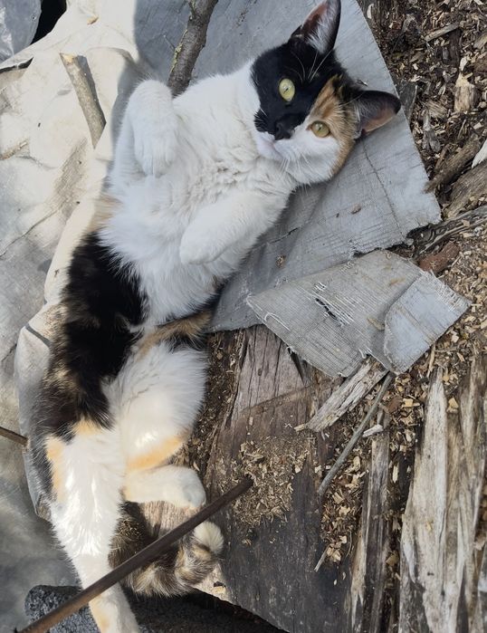 Zaginął kot nagroda 500zł Kopyłów Dziekanów Hrubieszów Czerniczyn