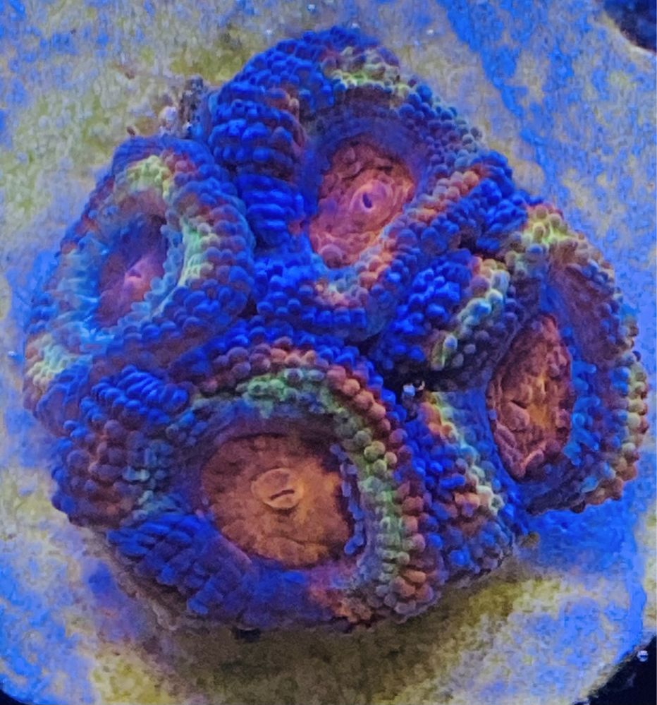 Acanthastrea Ultra Rainbow 5P  akwarystyka morska koralowiec