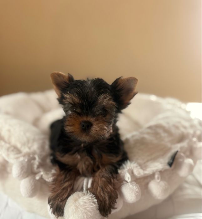 Yorkshire terrier york cudna suczka rodowod ZKwP FCI