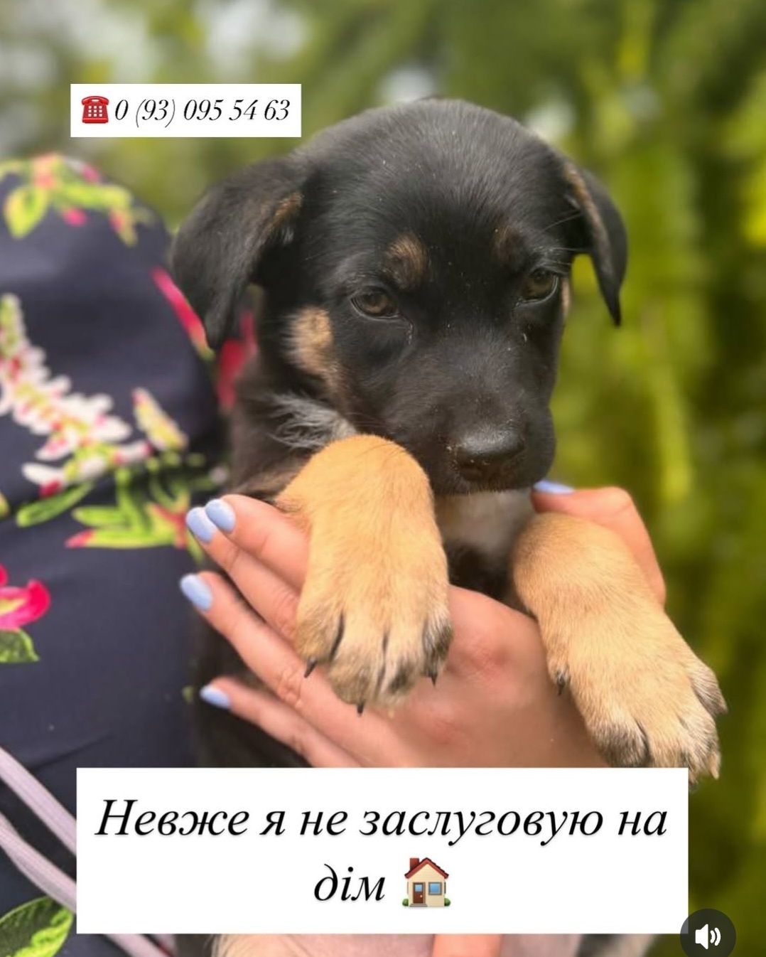 Унікальні цуценята + подарунок стерелізація.
