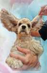 Cocker spaniel amerykański fci