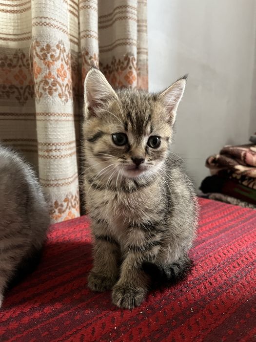 Кошенята (безкоштовно)