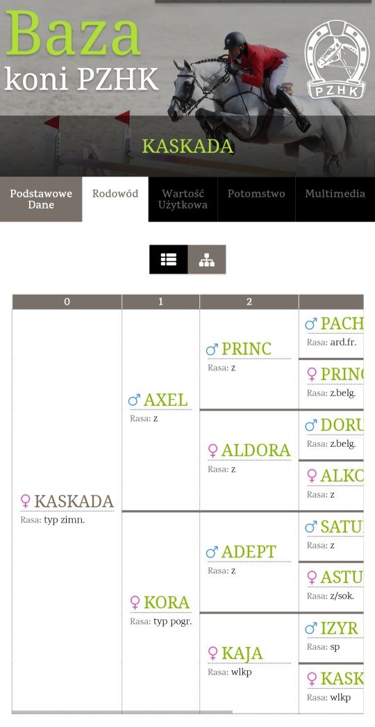 Klacz w typie zimnokrwistym