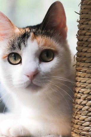 Стерилізована киця триколірного забарвлення ласкава кішка
