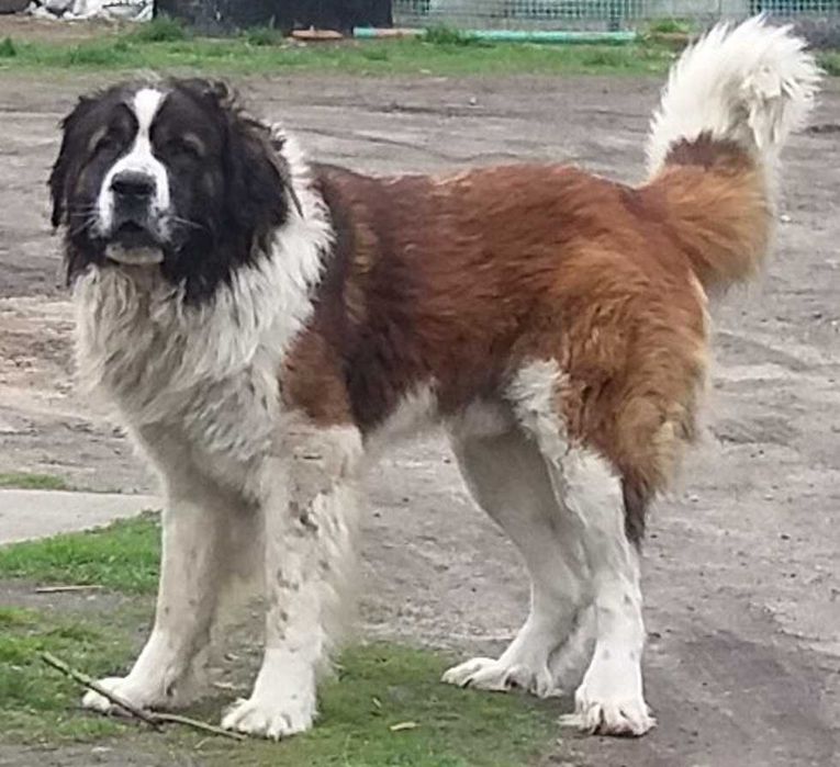 Moskiewski pies stróżujący