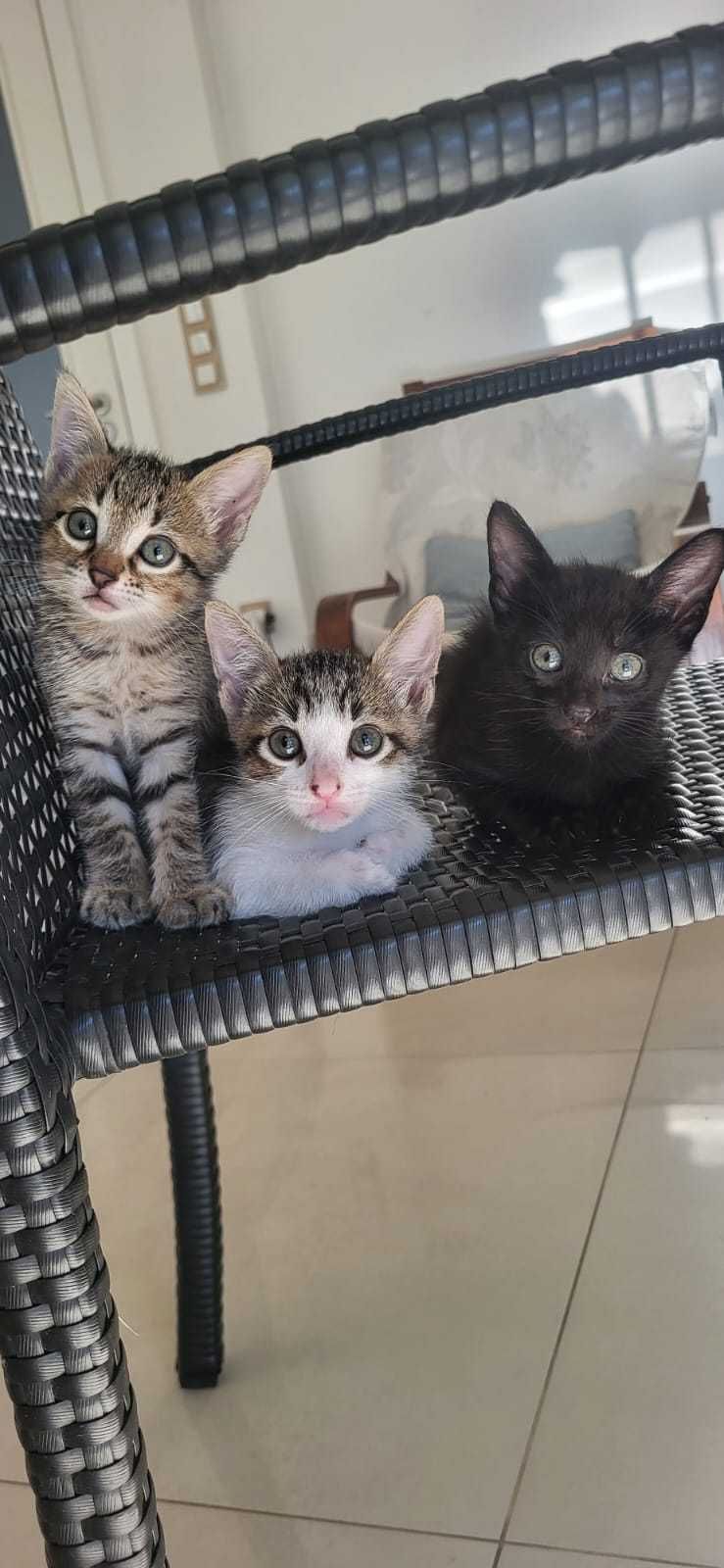 4 gatinhos bebes para adoção