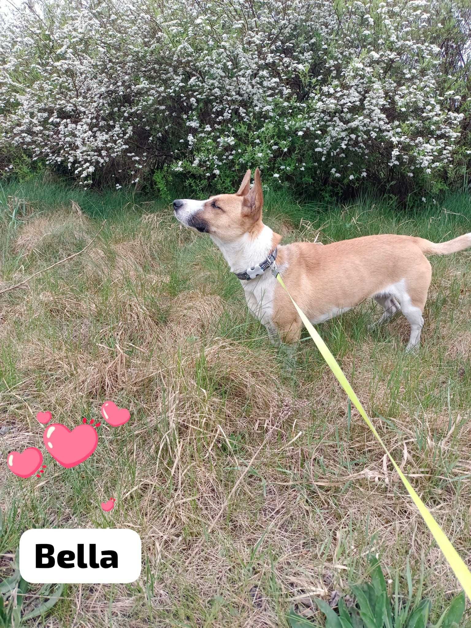 Bella ok 1,5 r. sunieczka czeka na adopcję z kotem i dziećmi Marta Bin