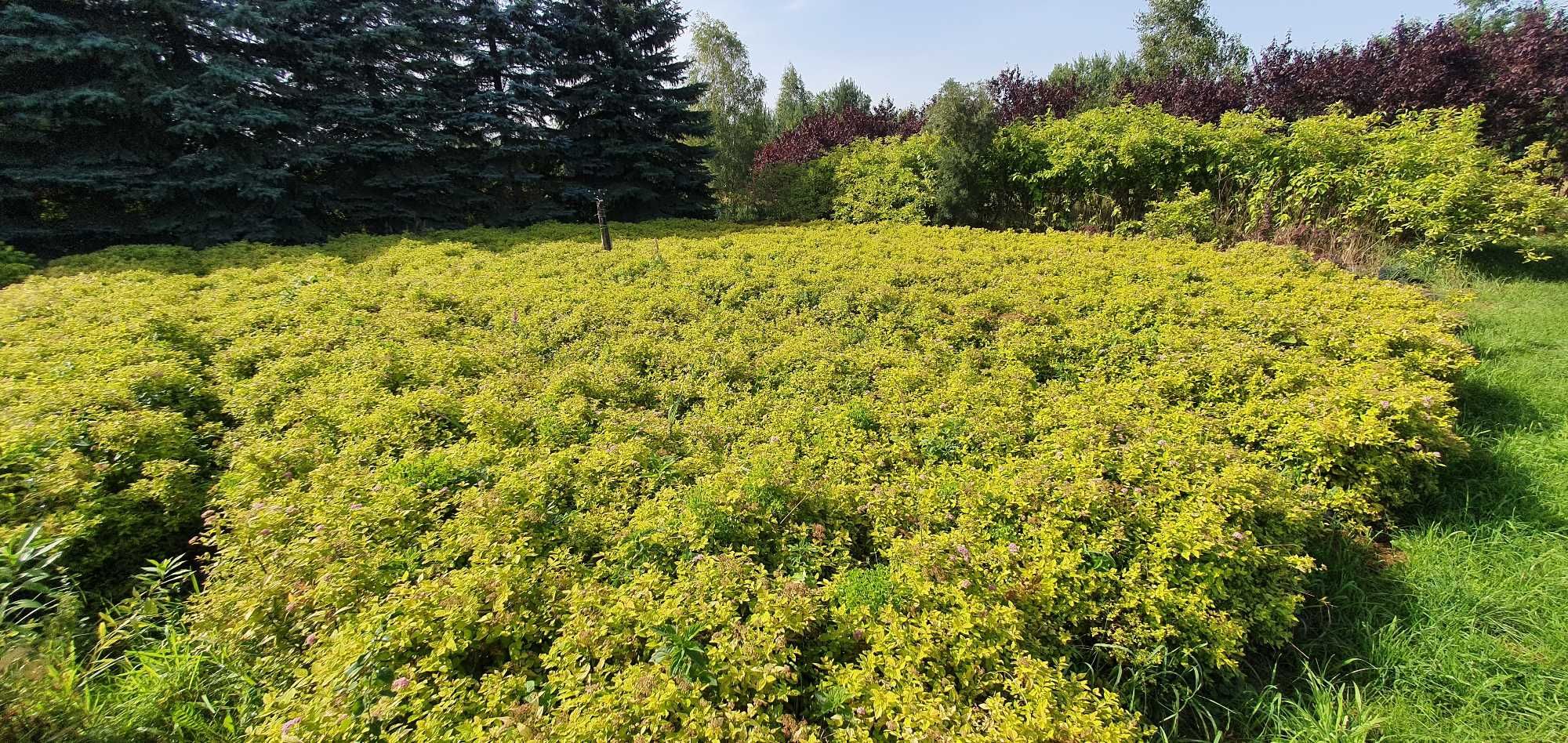 Tawuła japońska Goldmound, żółta w donicach. Duże sadzonki.