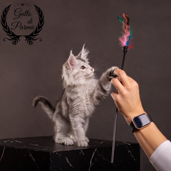 Kotka Maine Coon FPL szylkretka czarna srebrzysta