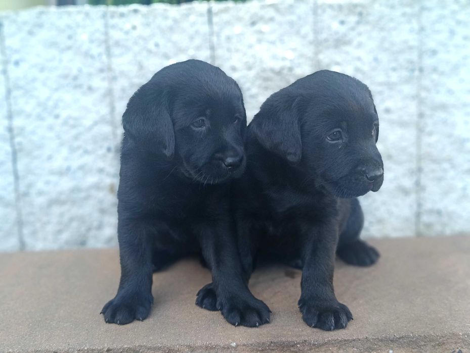 Labrador Retriever - czarna suczka- rodowód ZKwP / FCI