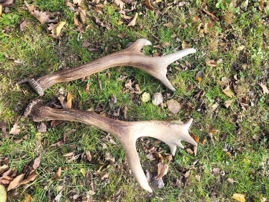 Poroże jelenia myłkus para