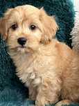 Piesek maltipoo do odbioru