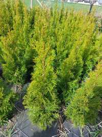 Thuja szmaragd wys 60 do 110  (bryła korzeniowa)