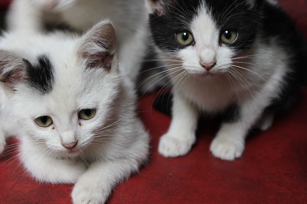 Кошенята у добрі руки