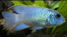 Andinocara pulcher acara  electric blue