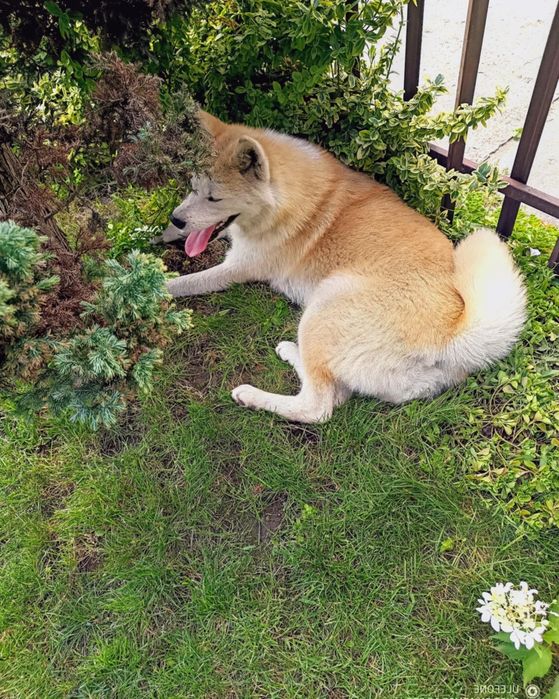 Akita Inu Czerwona 10 mscy