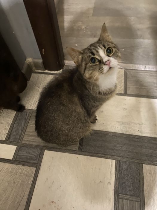 Дівчинка(стерилізована)в пошуках родини