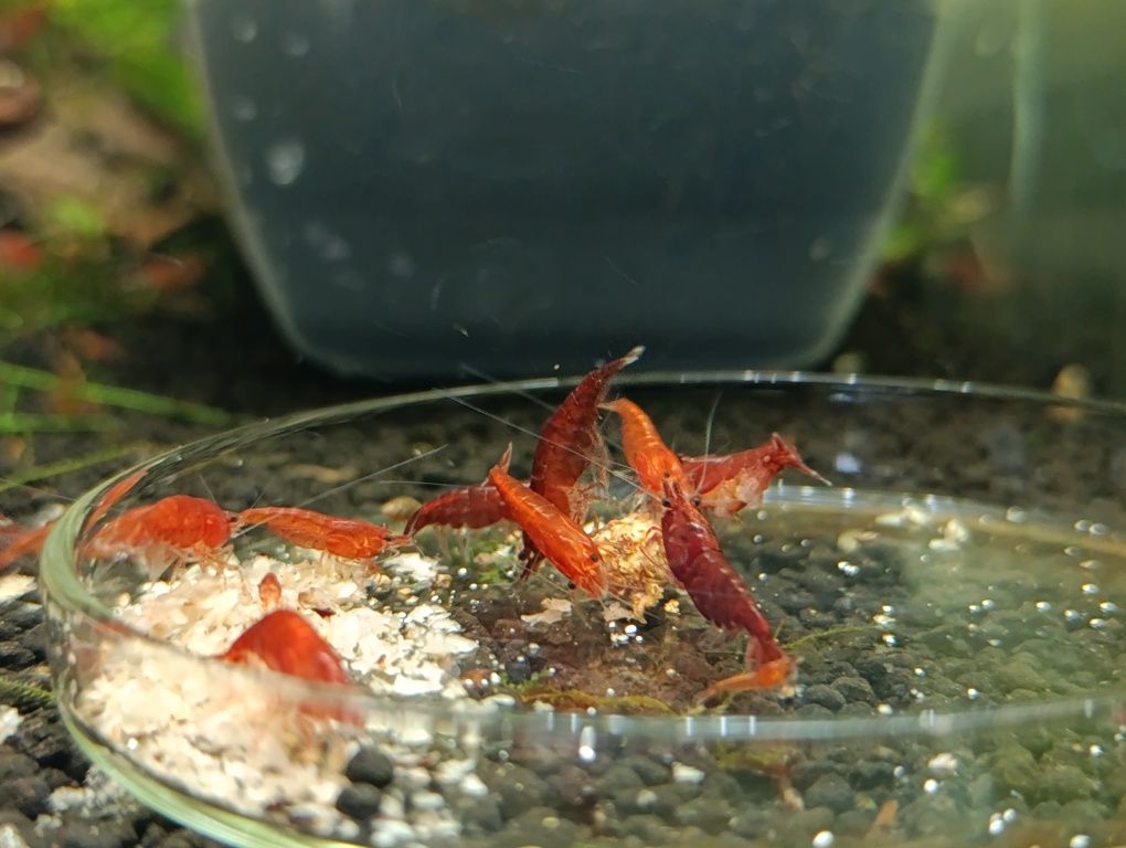 Krewetki Bloody Mary Neocaridina z wody kranowej