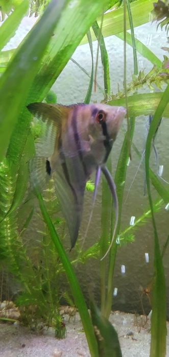 Casal de Escalares Altum Peruensis