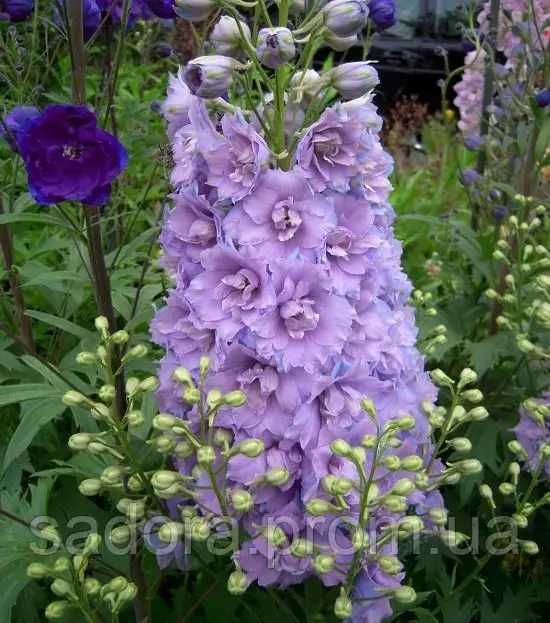 Дельфініум Новозландський, двохрічні саджанці в контейнері R9