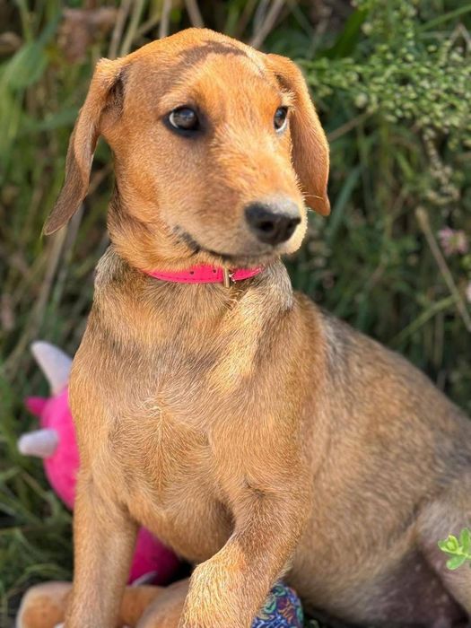 Śliczna suczka szczeniak do adopcji