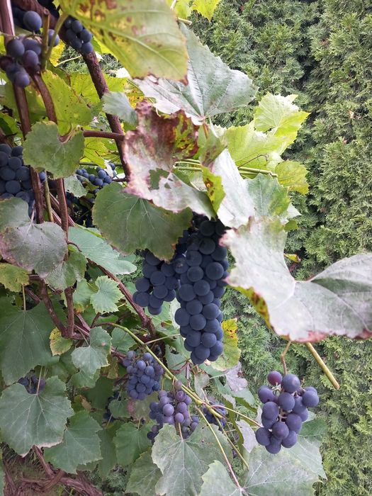 Winogrona słodkie niebieskie;)