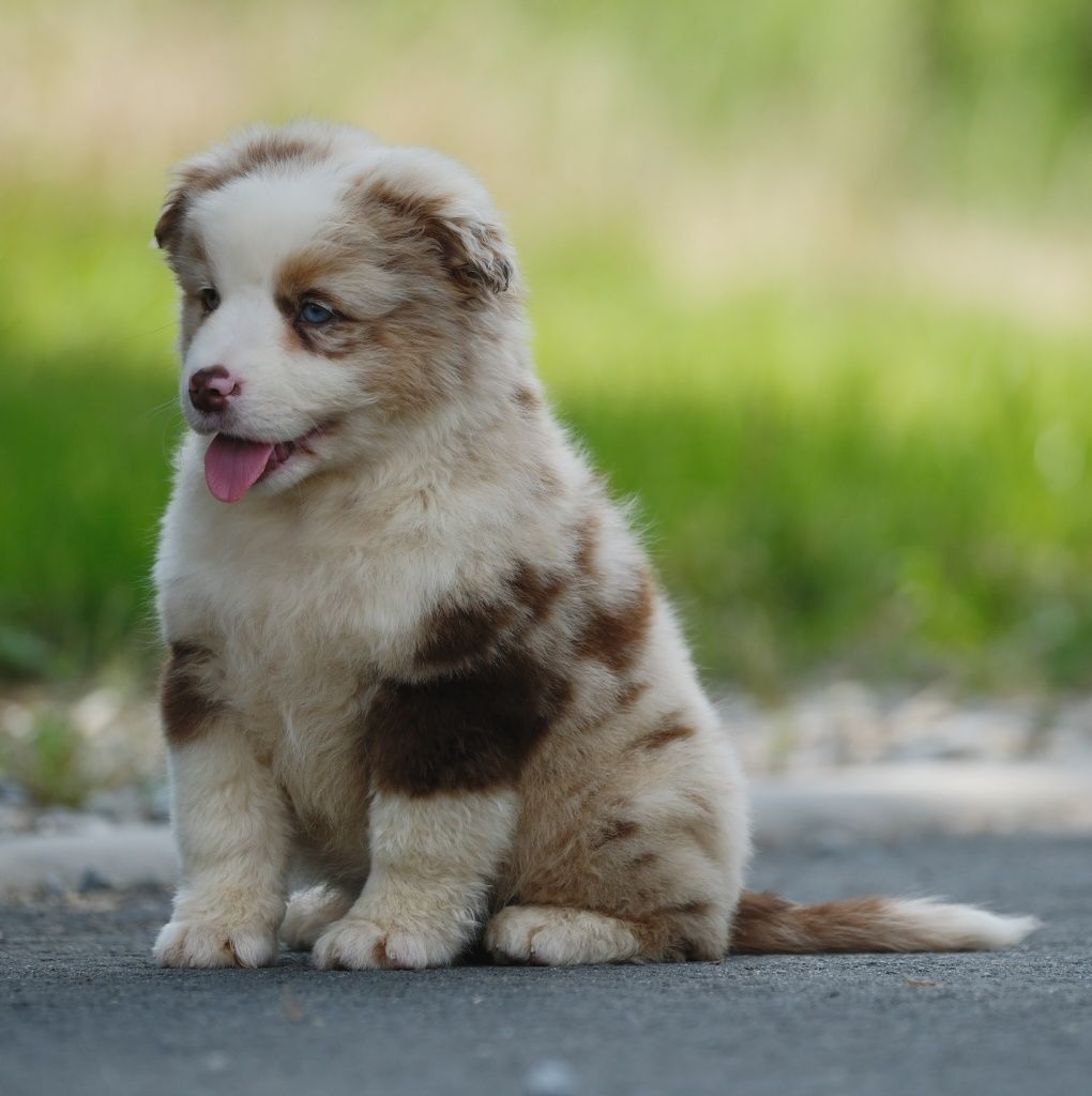 Piesek miniaturowy owczarek amerykański ZKwP/FCI red merle