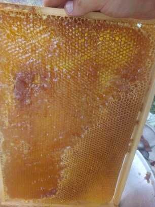 Продам мед сонях гречка