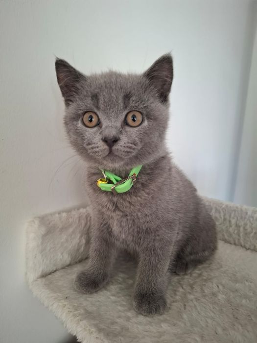 Kot Brytyjski niebieski krótkowłosy