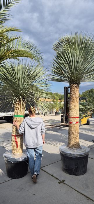 Yucca rostrata.  Trachycarpus fortunei.  Palma mrozoodporna