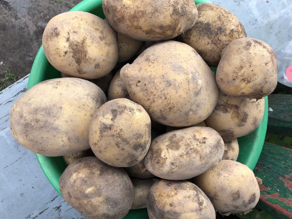 Продам картоплі сорт Конект