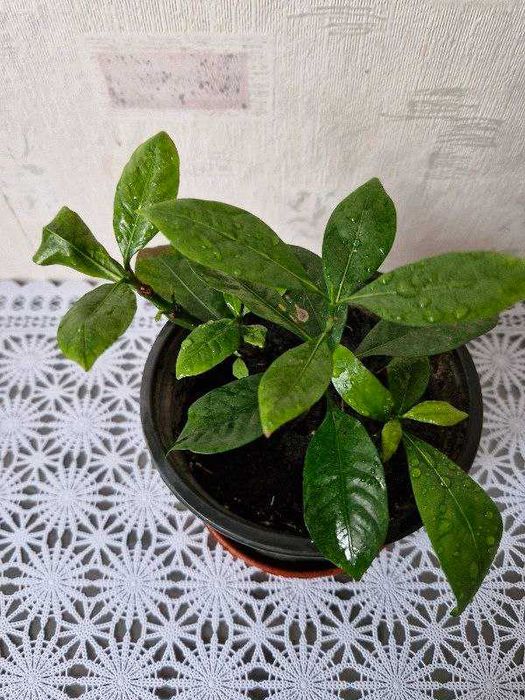 Гардения жасминовидная