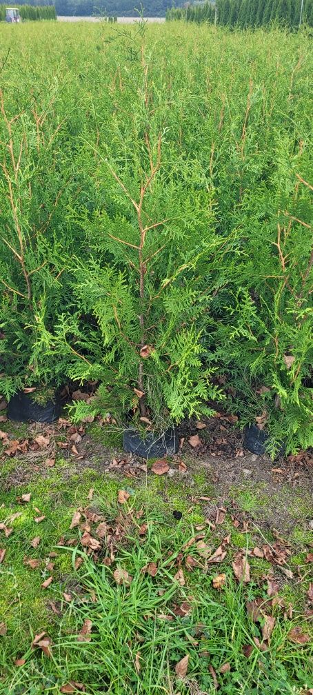 Tuja Brabant 120 cm tuje 150 thuje 100 żywopłot 120 zielony wolsztyn